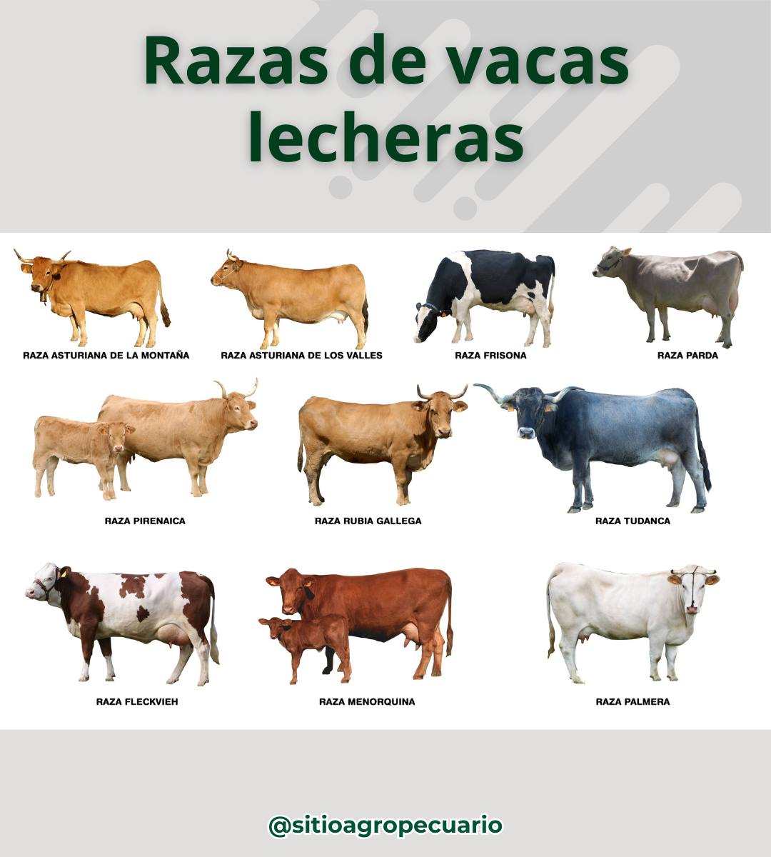 Sitio - Estas son las razas de vacas lecheras más importantes | Facebook