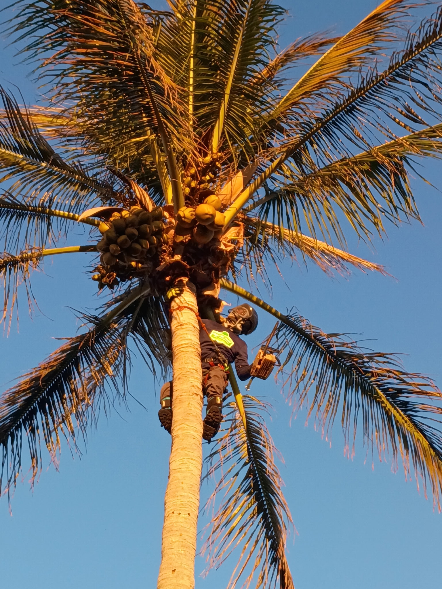 Treasure Coast Tree & Land Services | Vero Beach FL