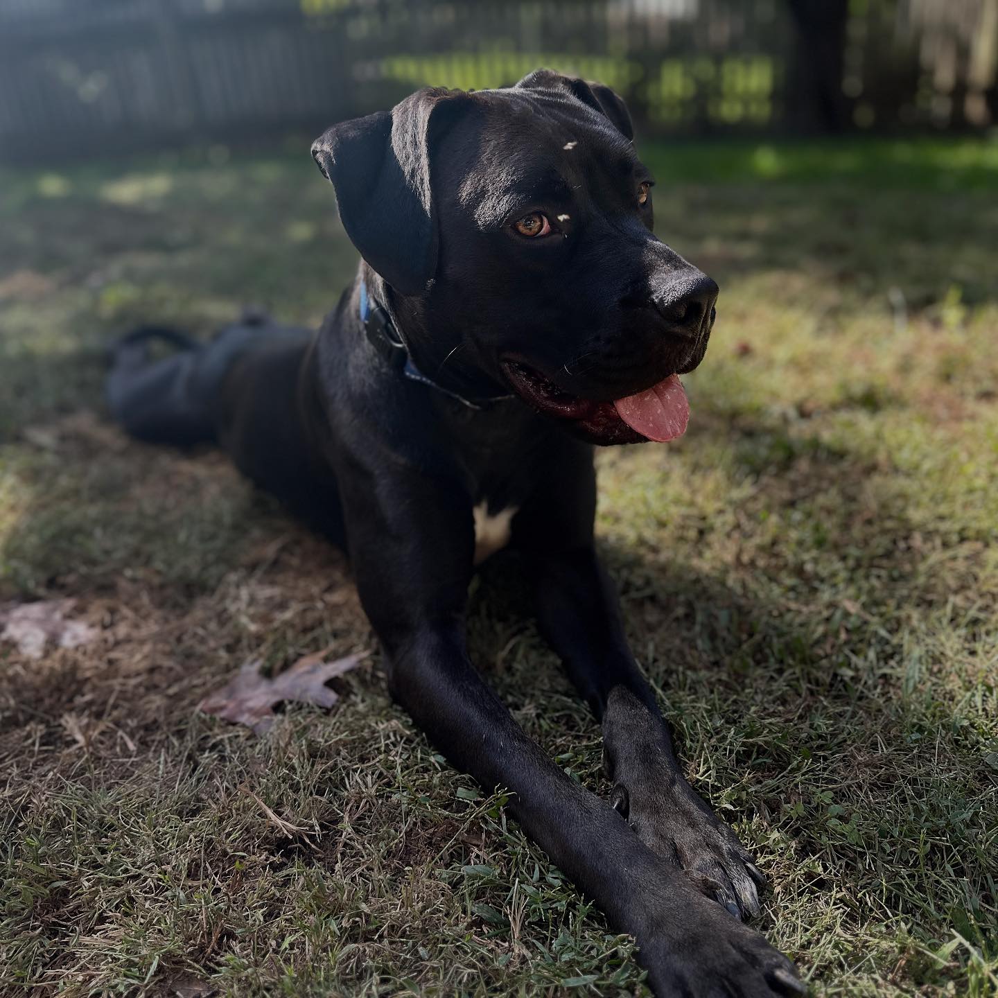 Blue Ridge Boxer Rescue added a... - Blue Ridge Boxer Rescue