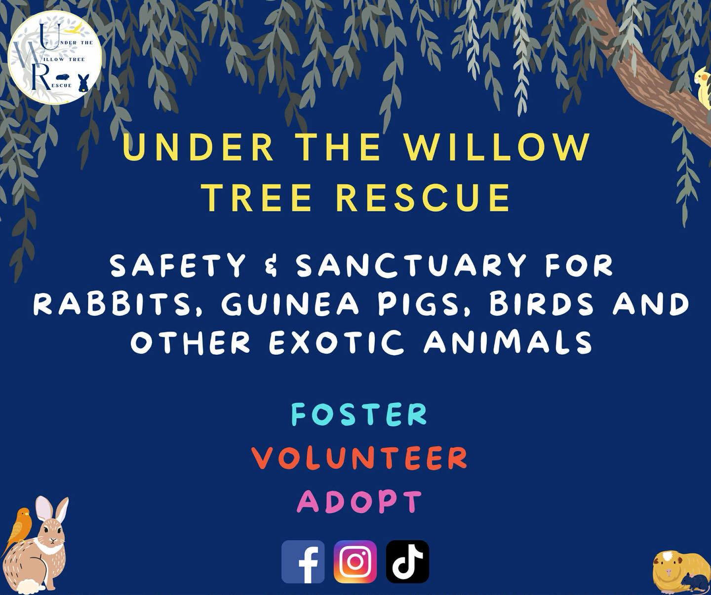🎄🎅 We are delighted that our... - Romeo's Rabbit Rescue | Facebook
