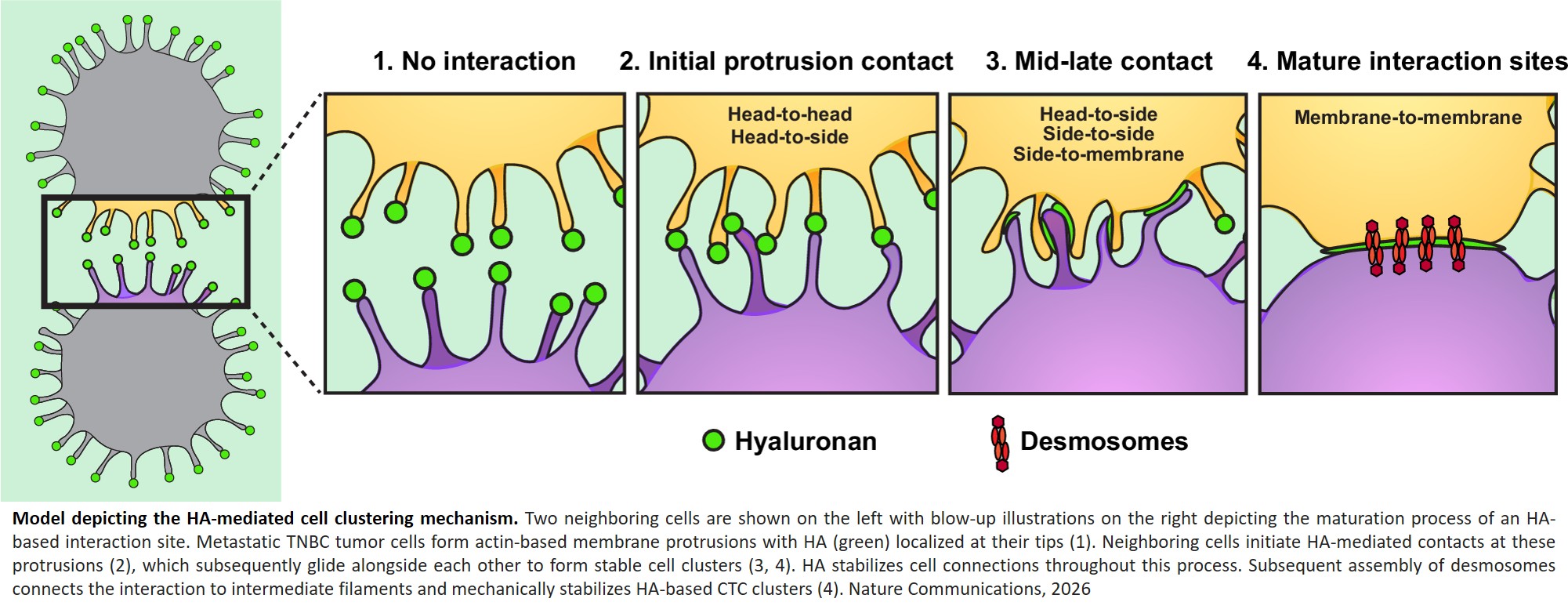 Science Mission - Surprising role of Cas9 as a guardian of... | Facebook