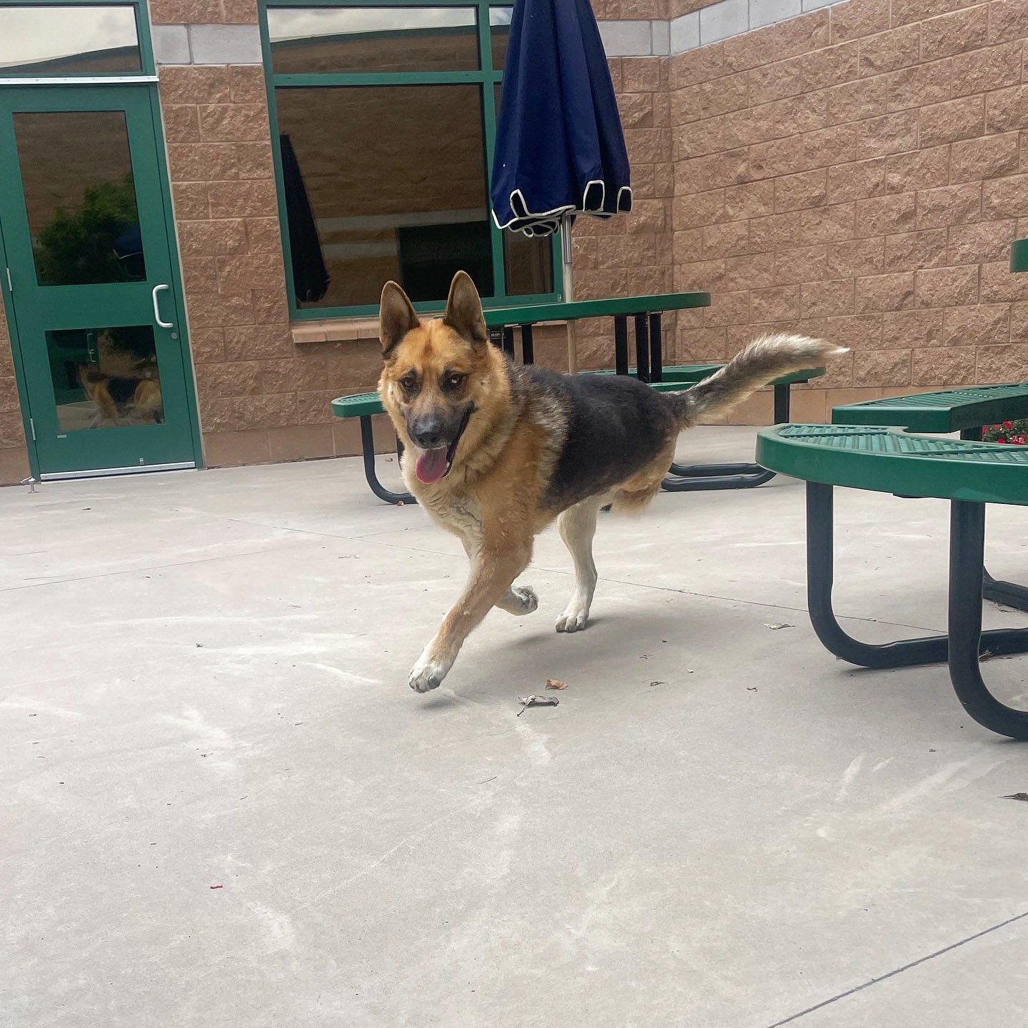 Nevada Humane Society - Big things happen when communities come ...
