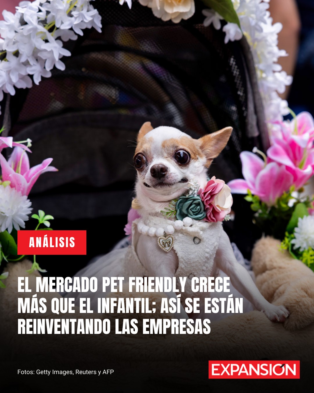 Expansión - 🐶 👩‍🍼 Durante más de 50 años, Grupo Mexex fue... | Facebook