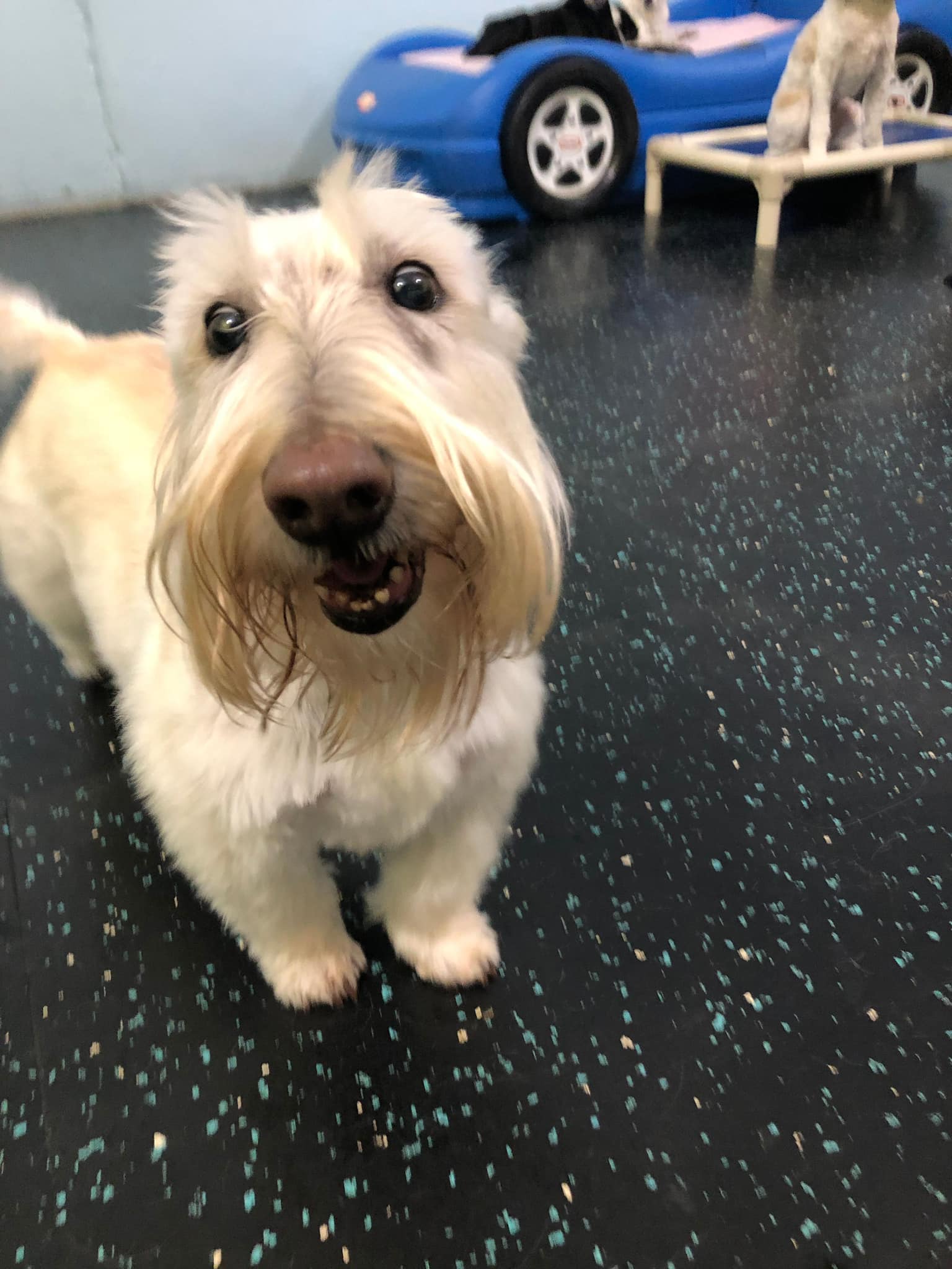 Dogtopia of Waco | Waco TX
