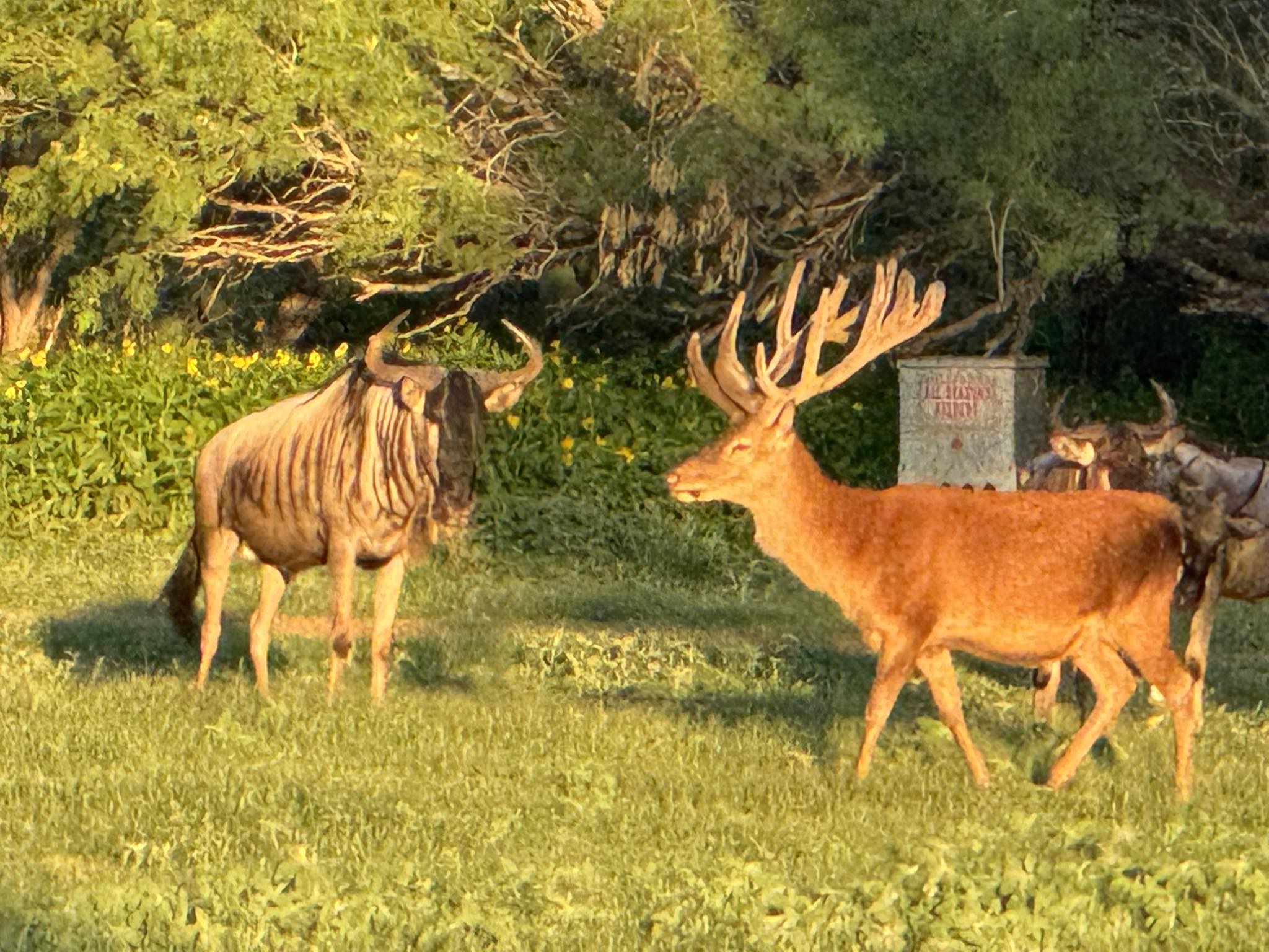 Wilson Whitetail & Wingshooting Ranch - WWR | Pearsall TX