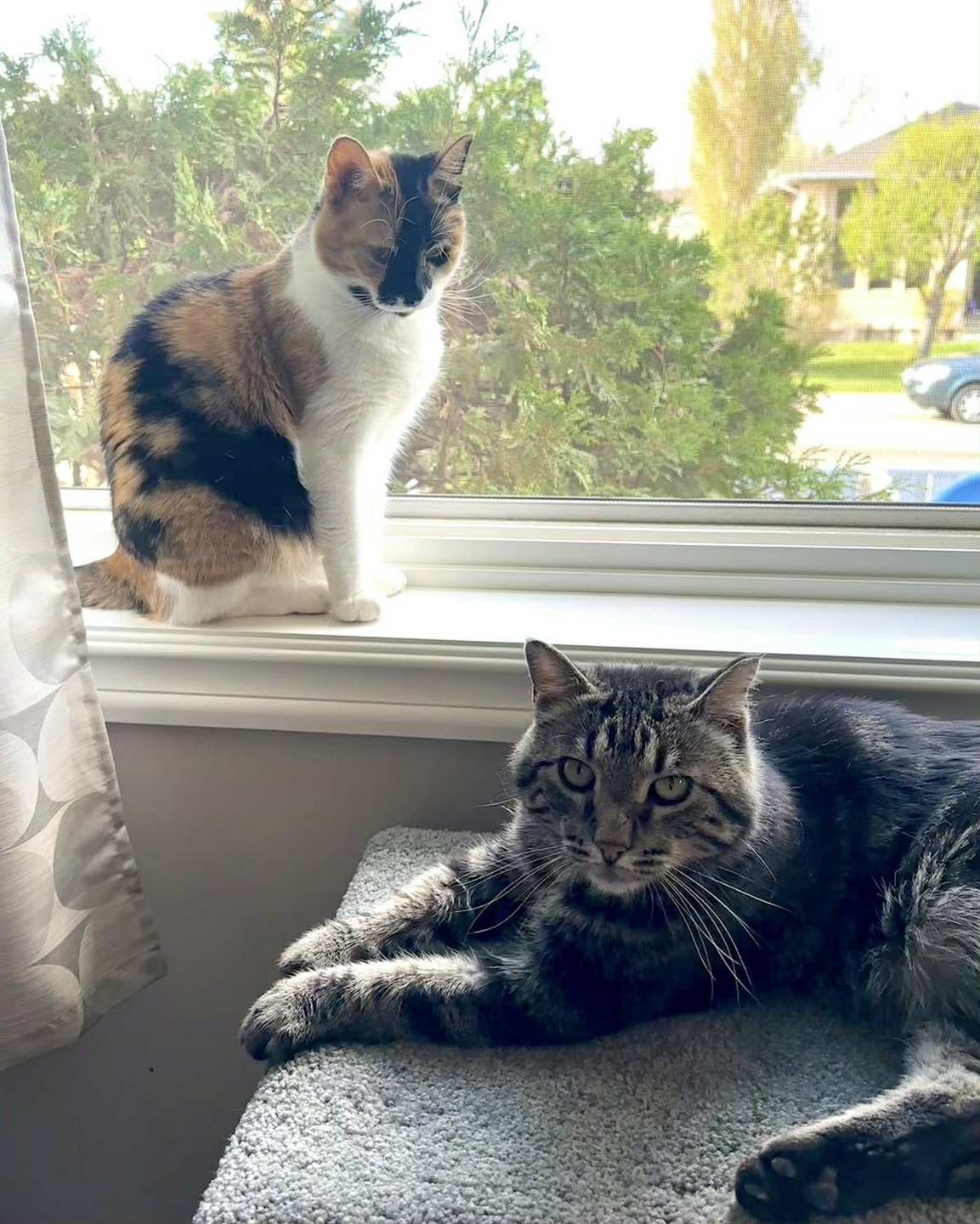 Last Chance Cat Ranch... - Last Chance Cat Ranch Lethbridge