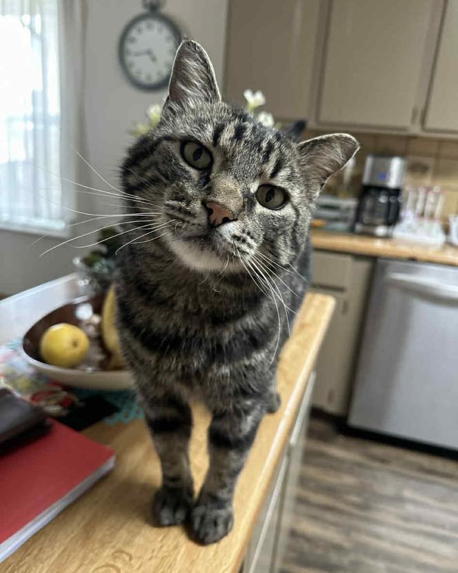 Last Chance Cat Ranch... - Last Chance Cat Ranch Lethbridge