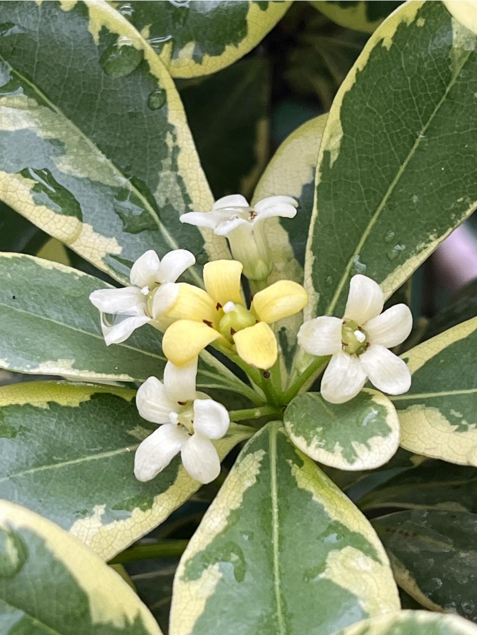 植悟誌Plants&Cafe - #斑葉海桐：園藝中的璀璨之星 斑葉海桐，又名 #銀邊海桐，為海桐花科常綠灌木。其葉片中央濃綠，邊緣呈不規則 ...