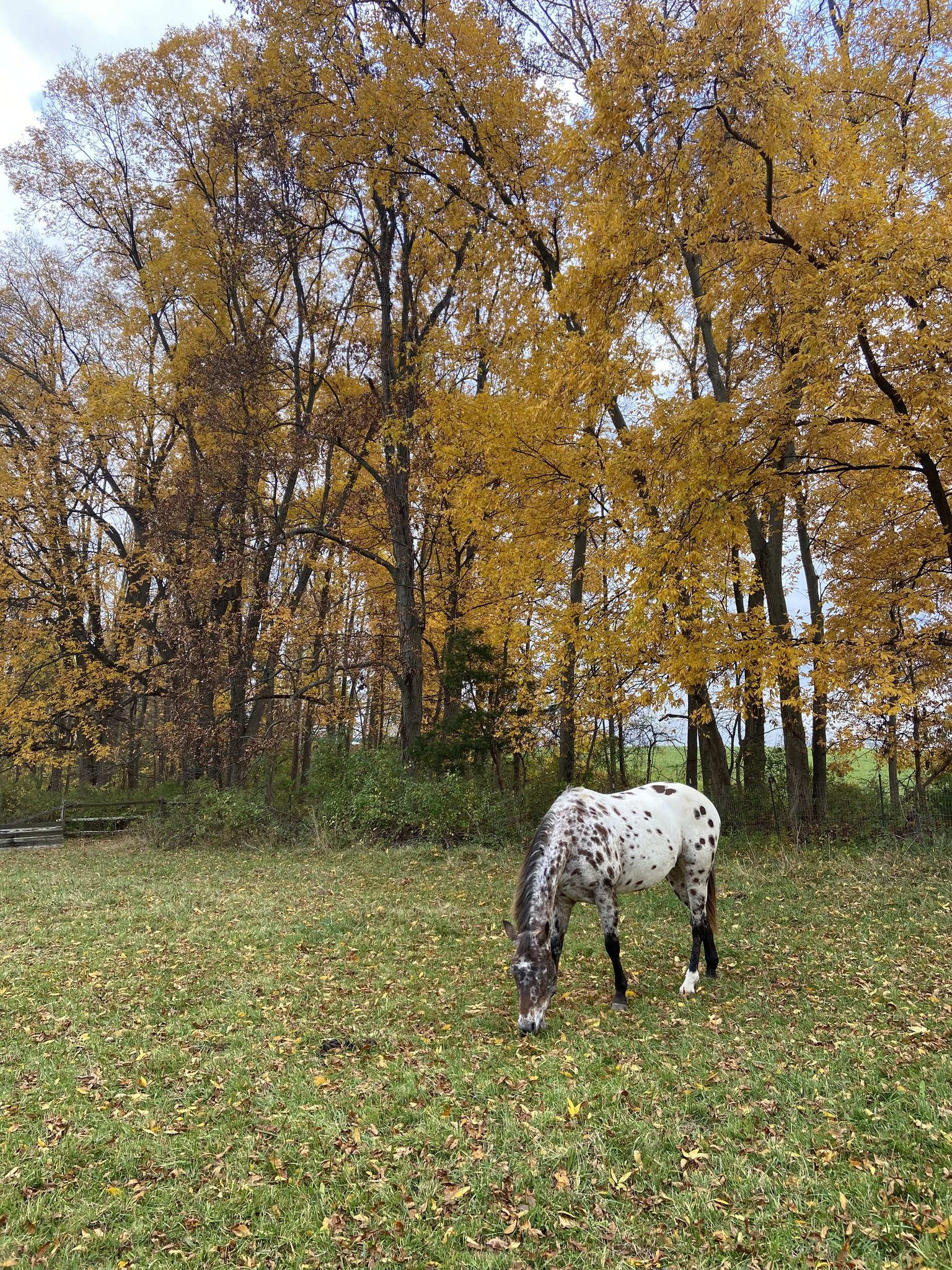 Appaloosa Horse Club added a new photo. - Appaloosa Horse Club