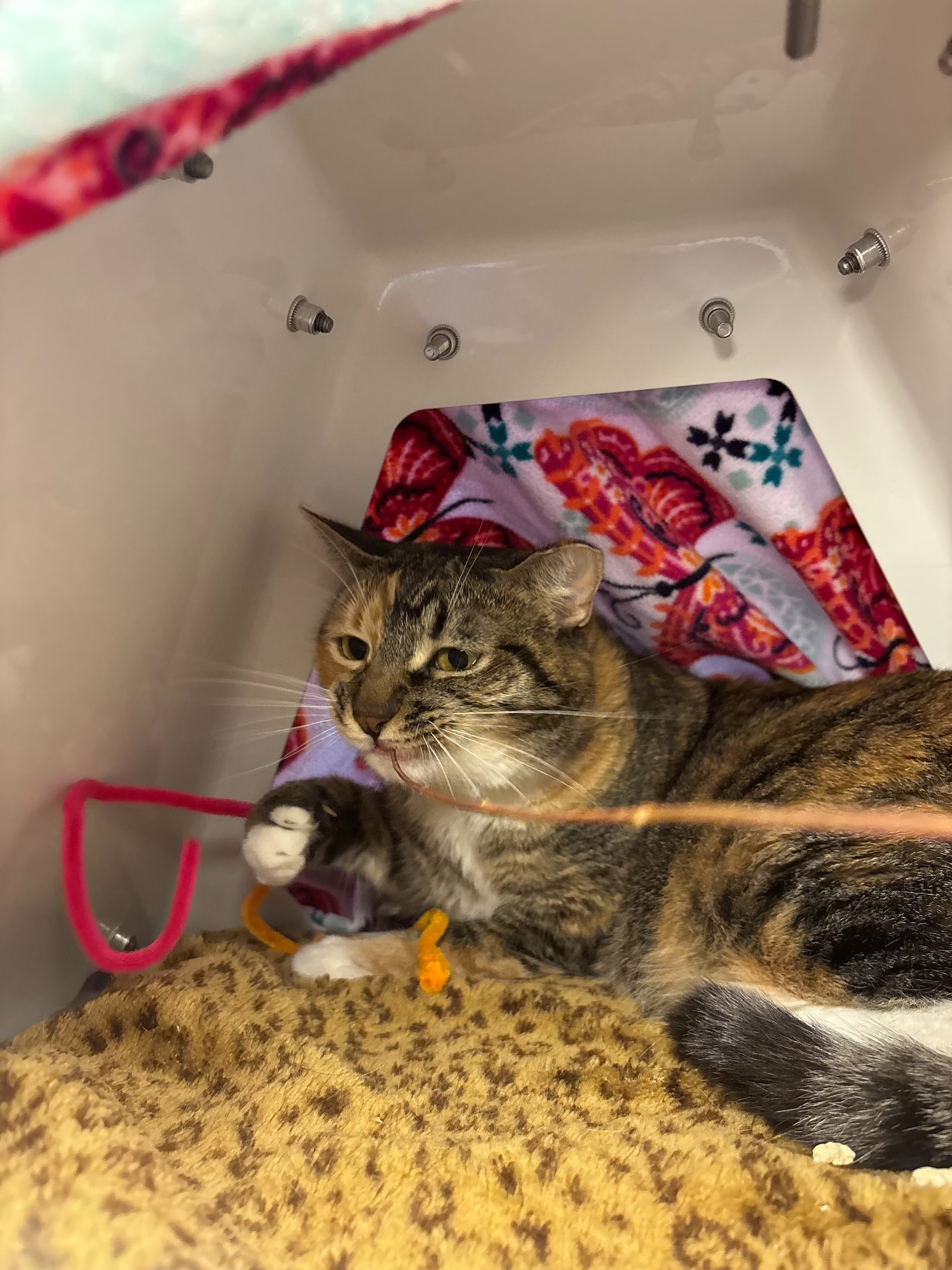 SPCA of Northern Nevada | Reno NV