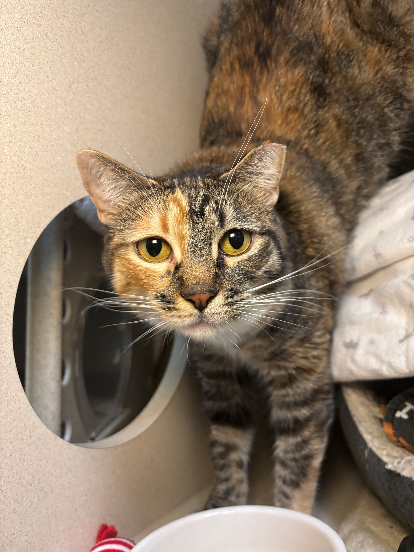 SPCA of Northern Nevada | Reno NV