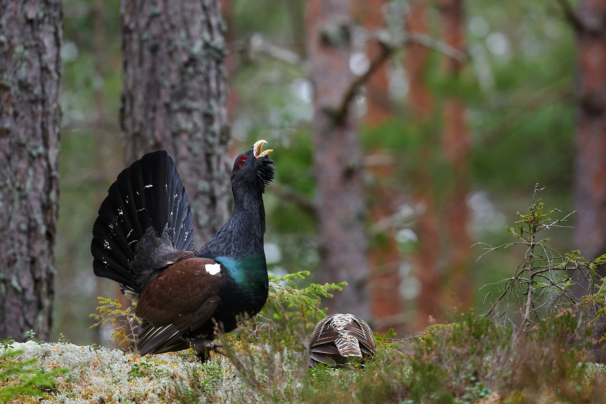Hasselfors Naturfoto... - Hasselfors Naturfoto & Filmfestival