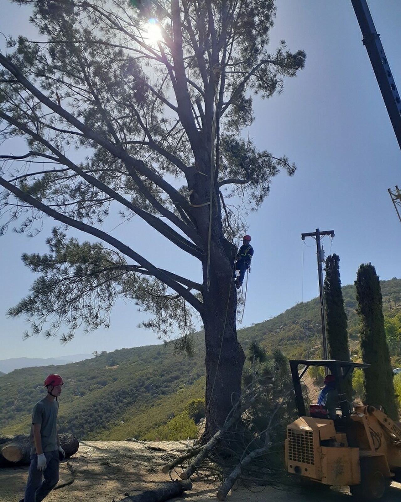 Our crew hard at work in... - Bishop's Tree Service, Inc.