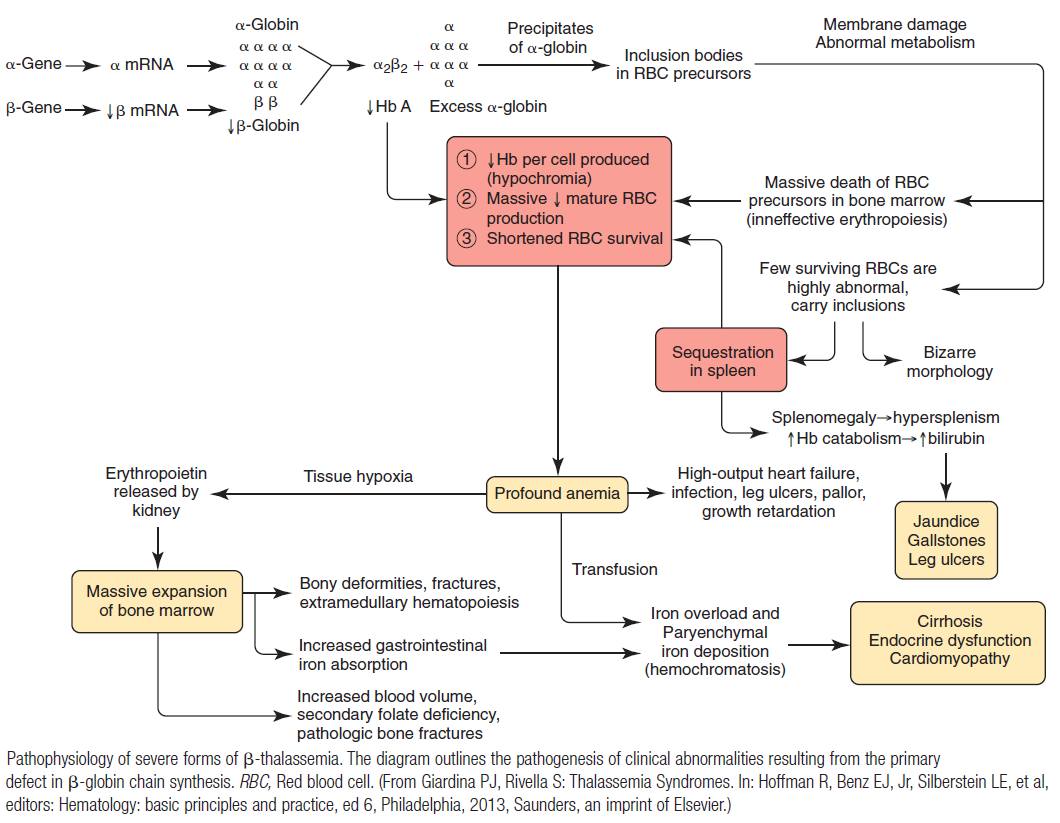 Manual - Pathophysiology of Severe Forms of Beta-Thalassemia | Facebook