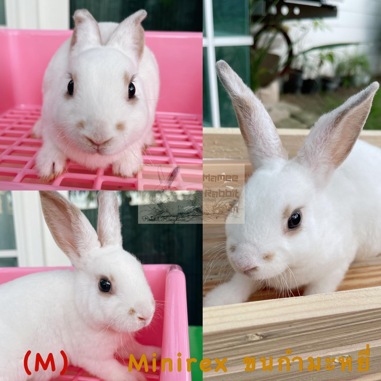 ย้ายบ้านแล้วครับ ... - Mamee Rabbit Farm กระต่ายสายพันธุ์แท้