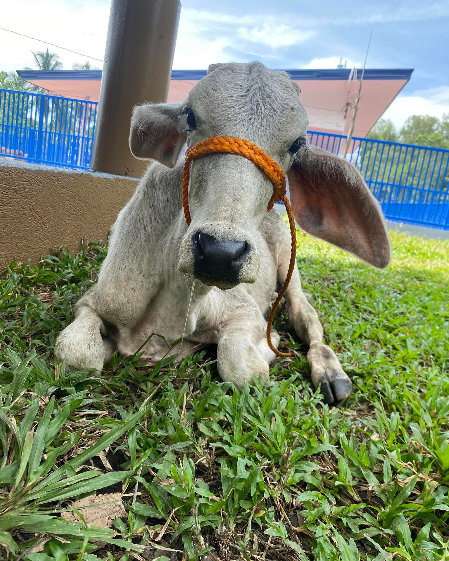 Dumaguete - Meet our new rescue Elmer. Poor elmer was part of a group ...
