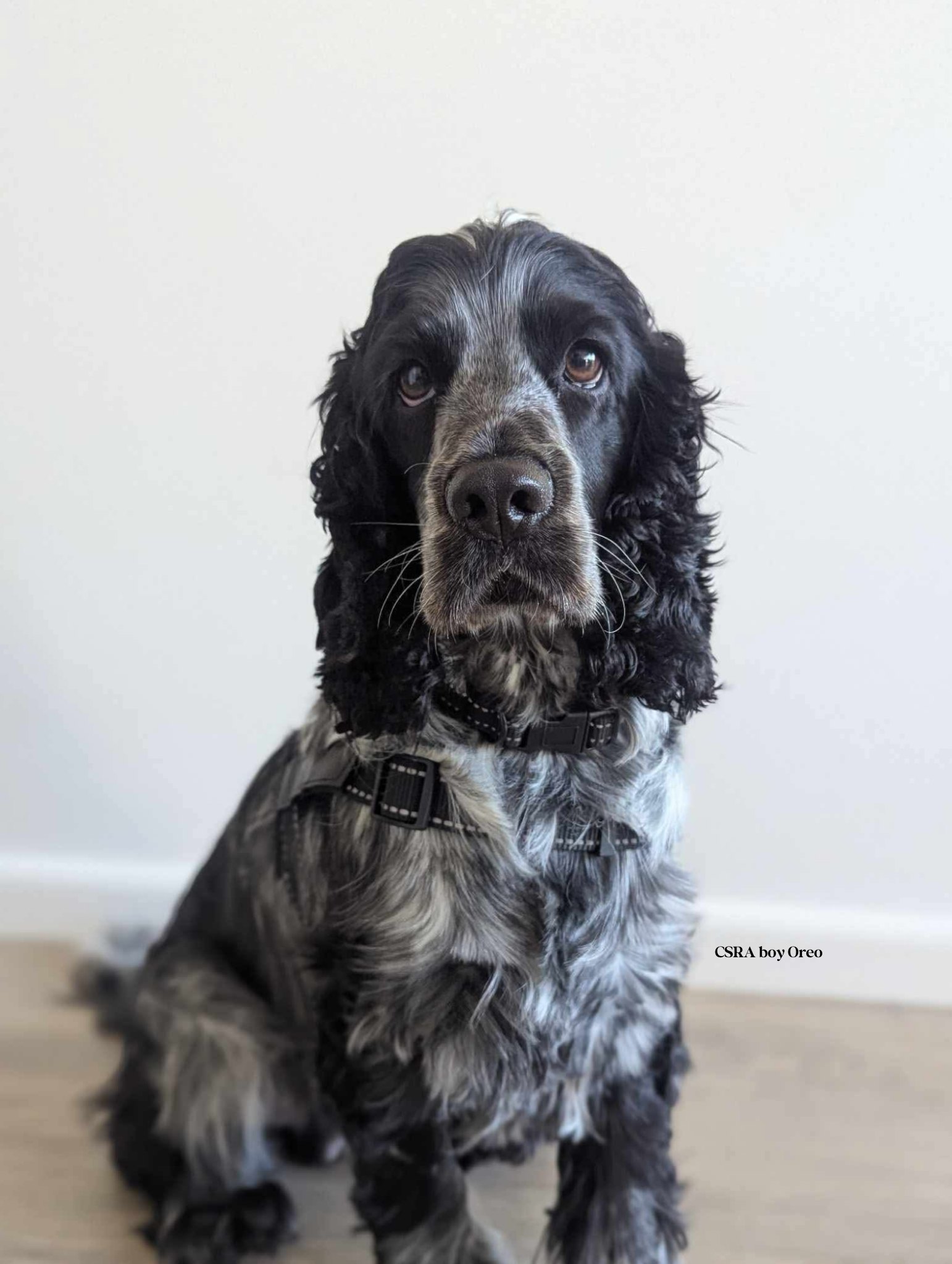 English Cocker Spaniel Rescue Qld