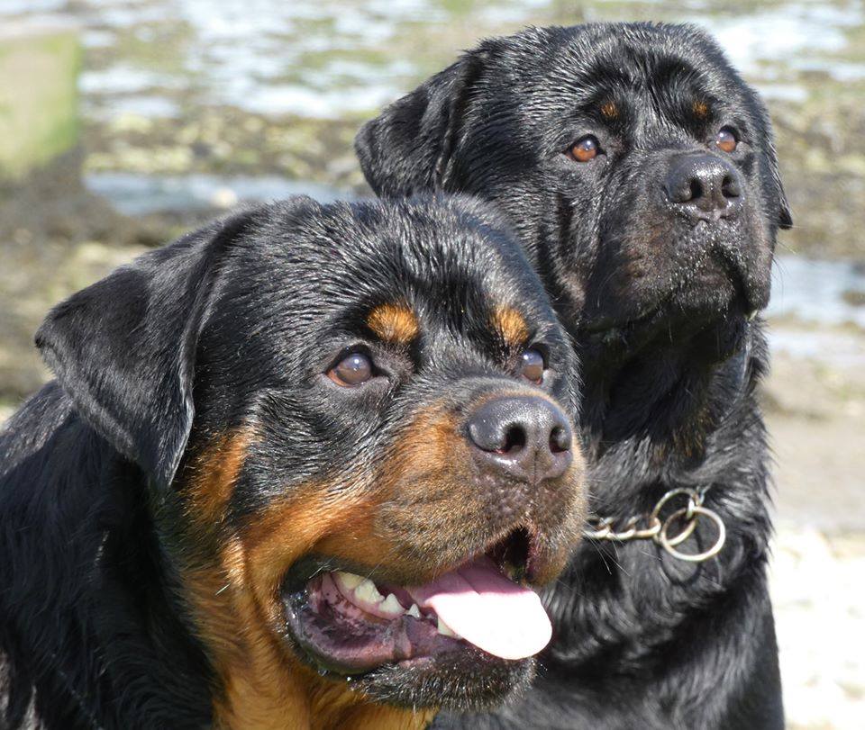 Anubis Kennels