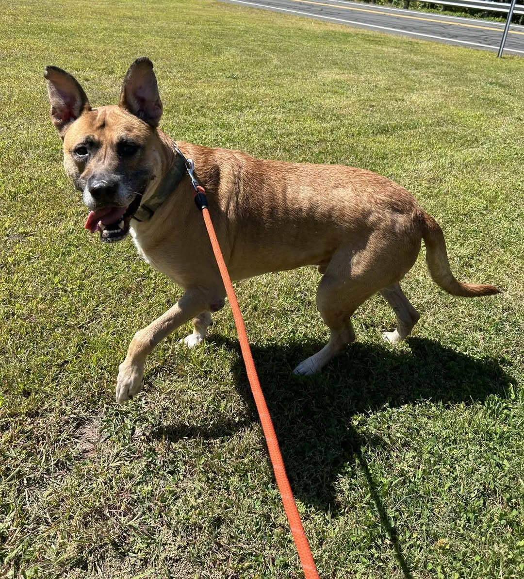 Shelter - Meet Shelby! 🐾 This adorable boy was brought to the East ...