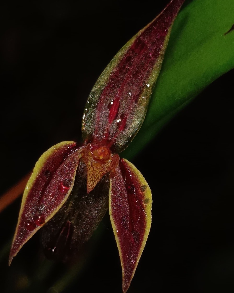 Orquigonia - Una joya escondida de los bosques panameños Acronia ...