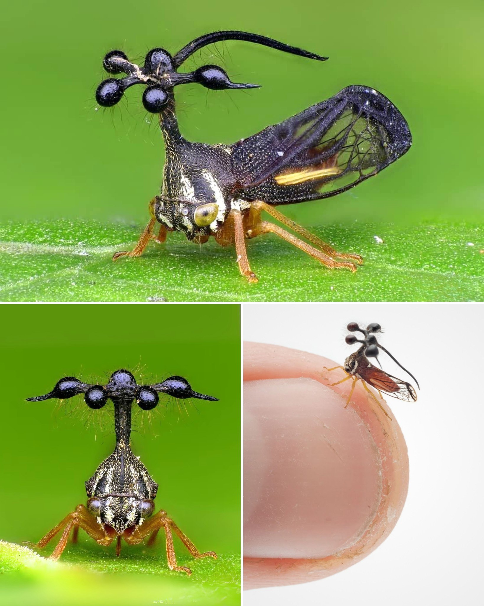 Brazilian treehopper's unique survival armor