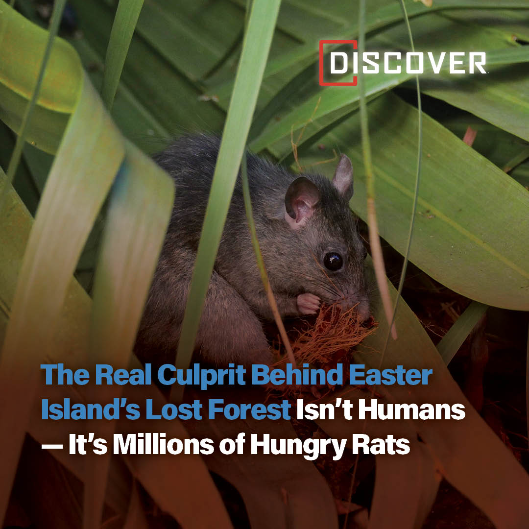 Discover - Learn how rats, originally brought over to Easter Island as ...