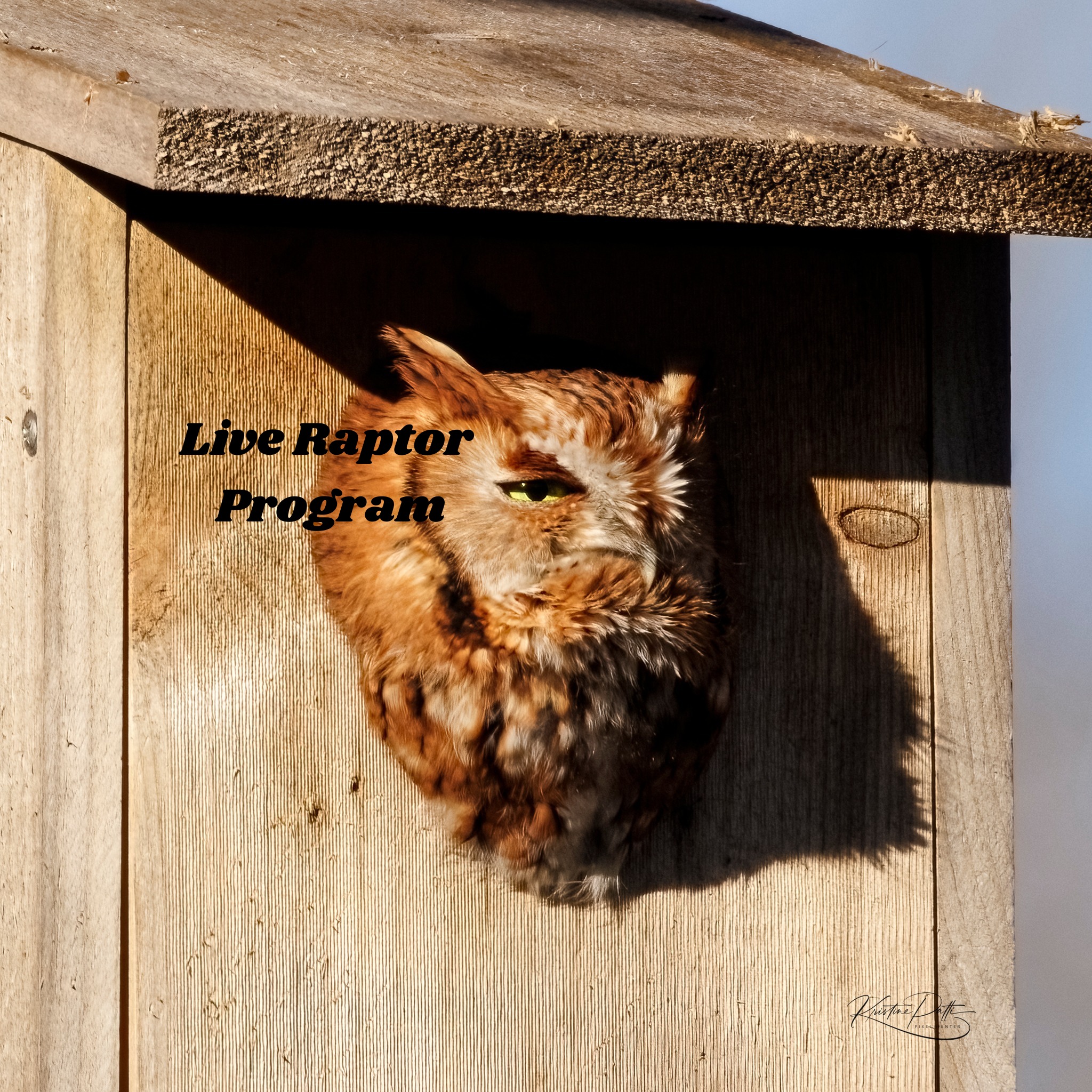 Wild about Raptors? Join us for a free live raptor program!