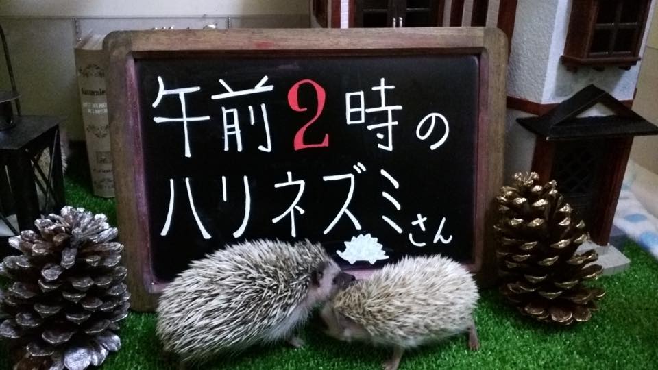 動物カフェ:午前2時のハリネズミさん (@2amhhc) • Facebook