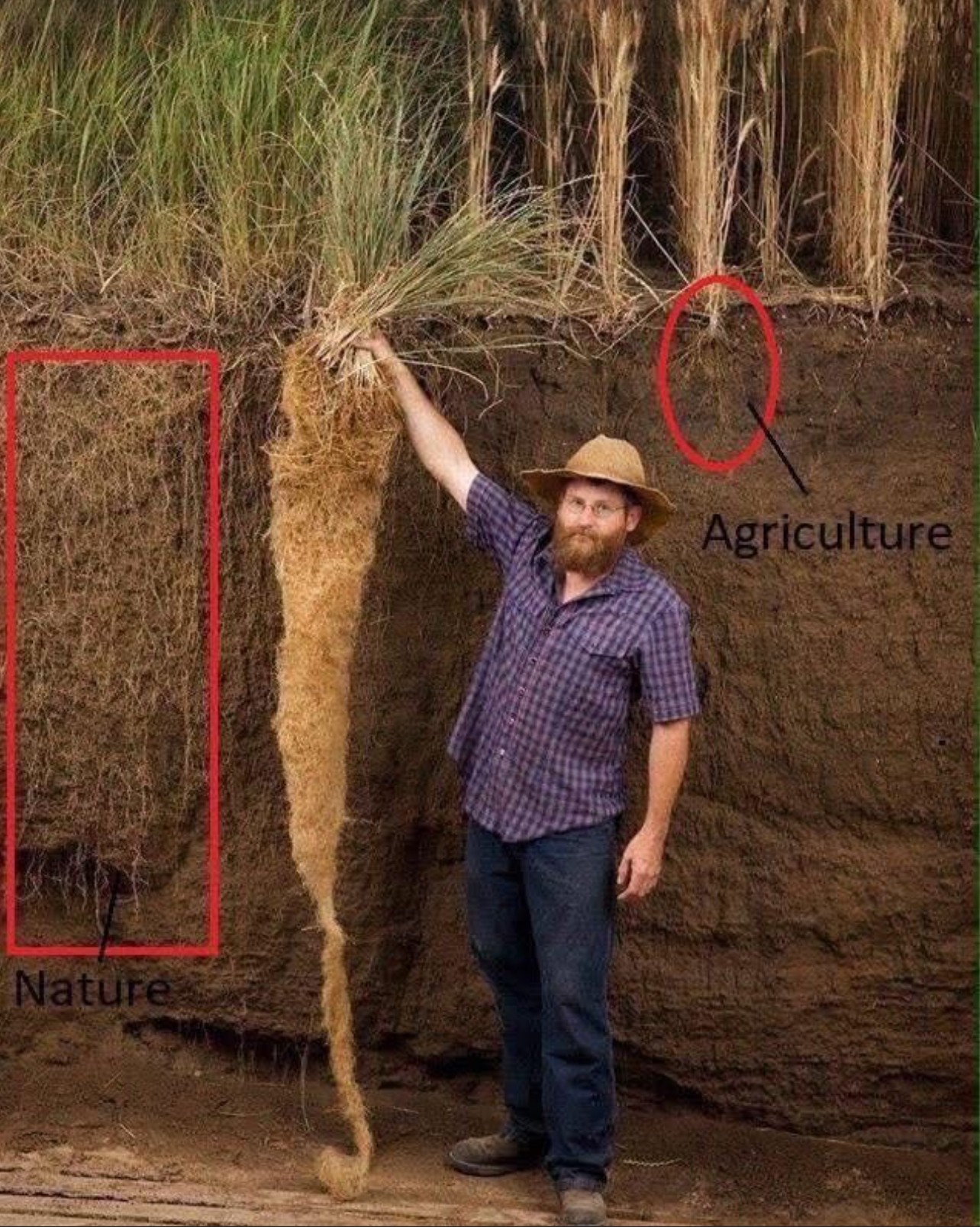 Robert's - The root systems of prairie grass and agricultural crops ...