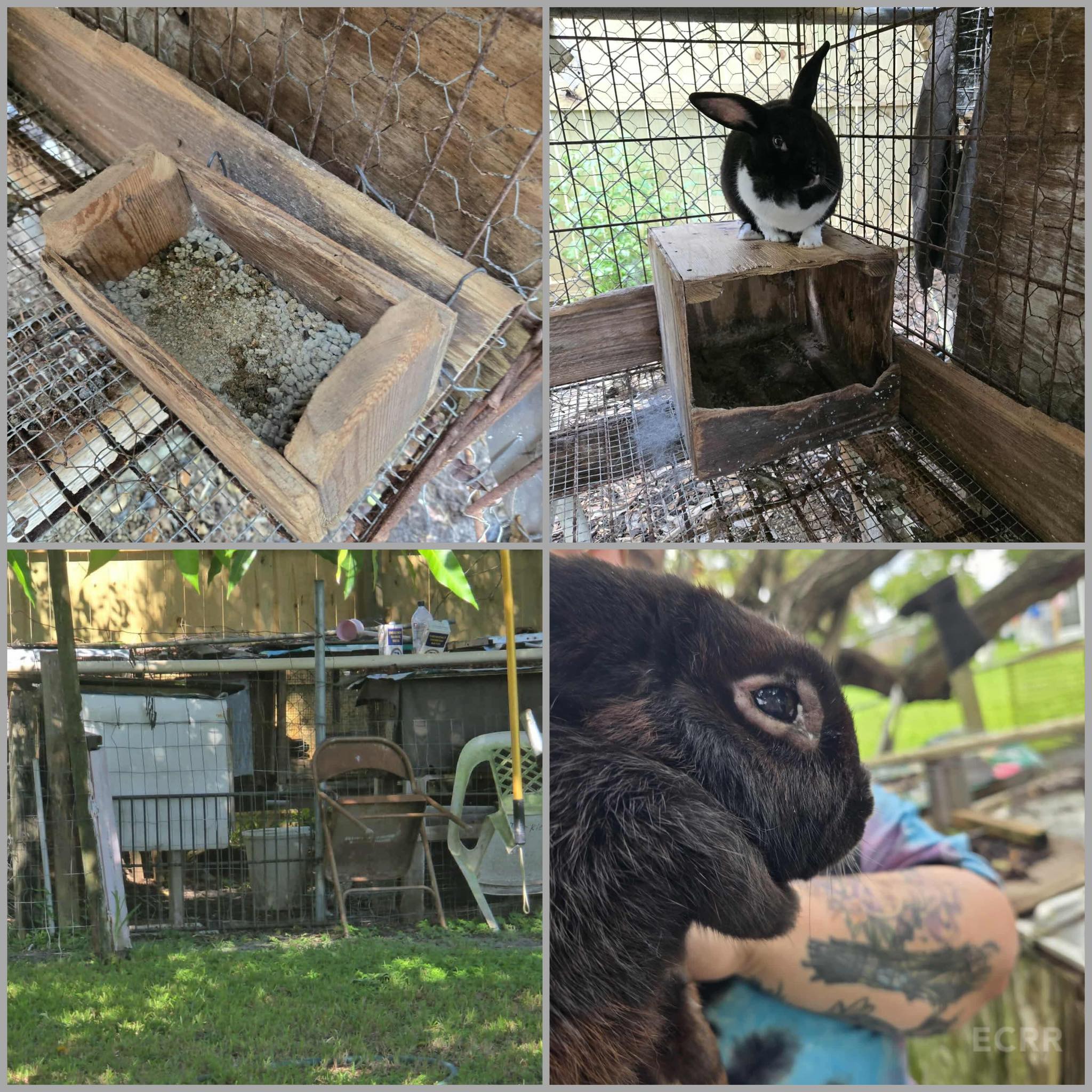 East - Space Coast Bunnies requested assistance with a distressing ...