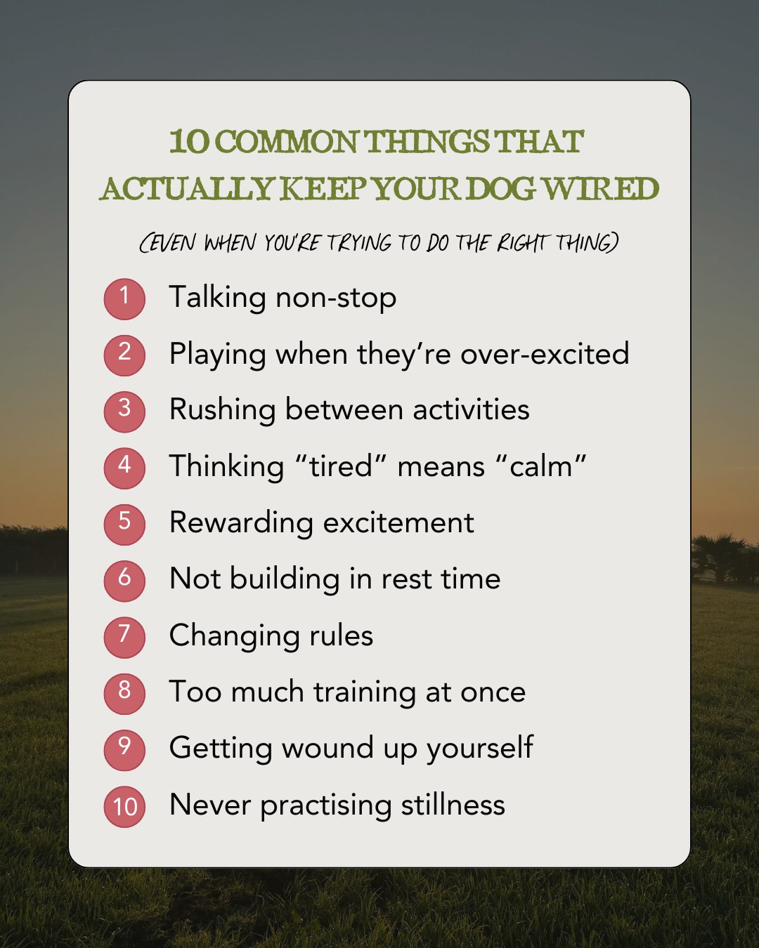 The Ladies - 10 common things that actually keep your dog wired 🐾 Save ...