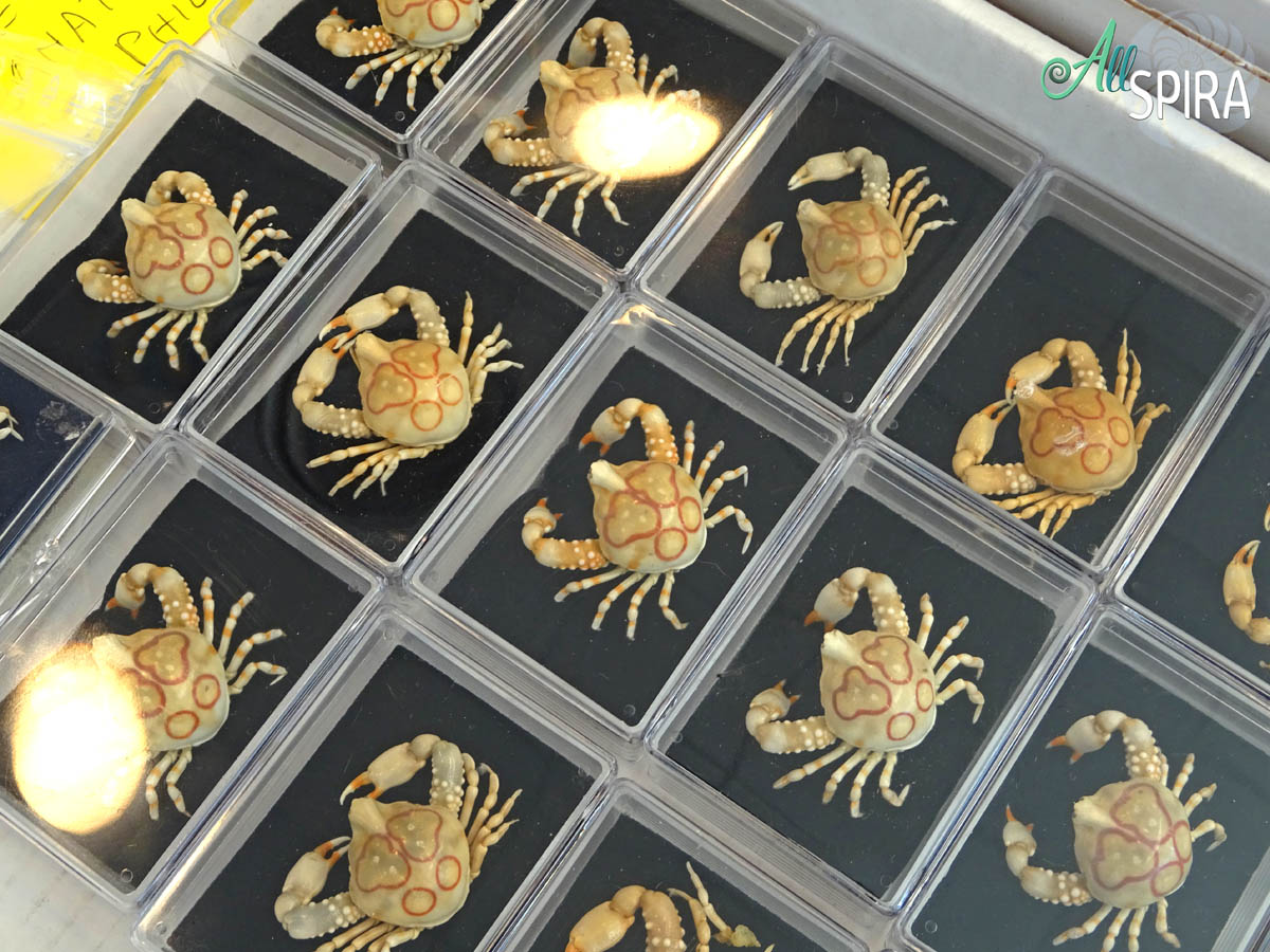 Allspira - Paris Shell Show 2025 (March 29-30) France - www.allspira ...