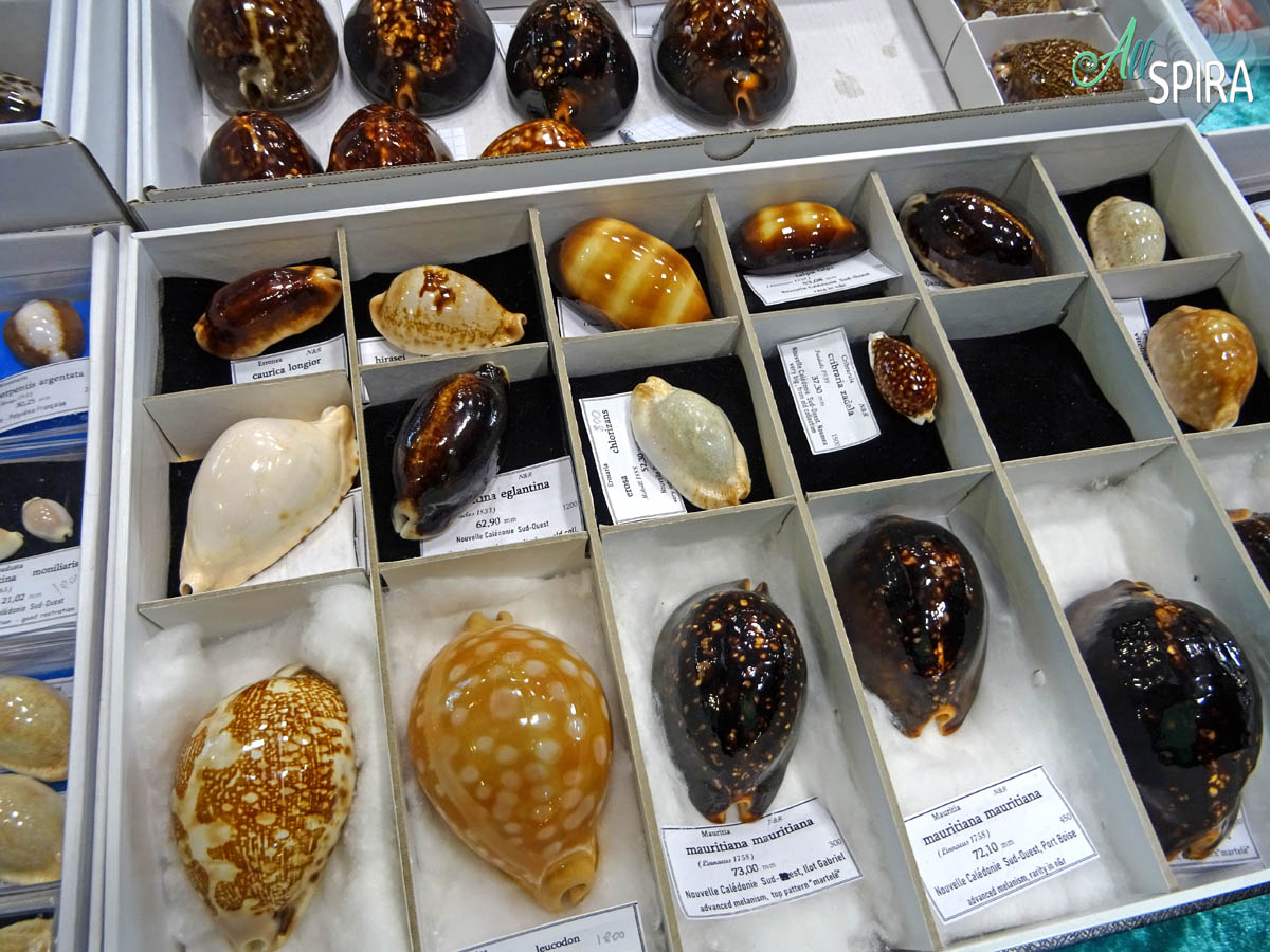 Allspira - Paris Shell Show 2025 (March 29-30) France - www.allspira ...