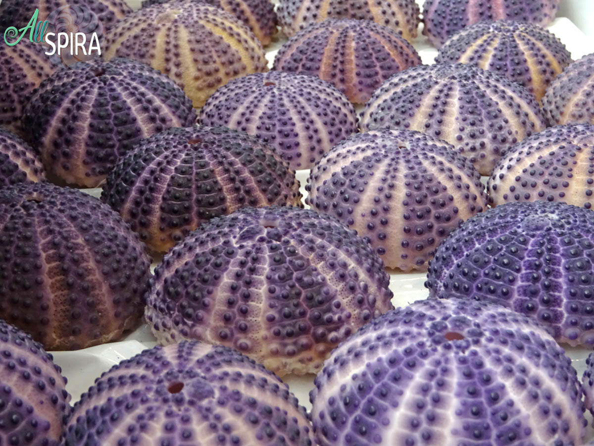 Allspira - Paris Shell Show 2025 (March 29-30) France - www.allspira ...