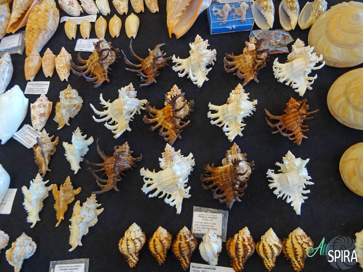 Allspira - Paris Shell Show 2025 (March 29-30) France - www.allspira ...