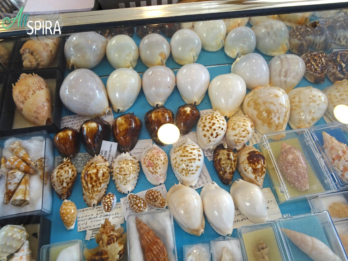 Allspira - Paris Shell Show 2025 (March 29-30) France - www.allspira ...