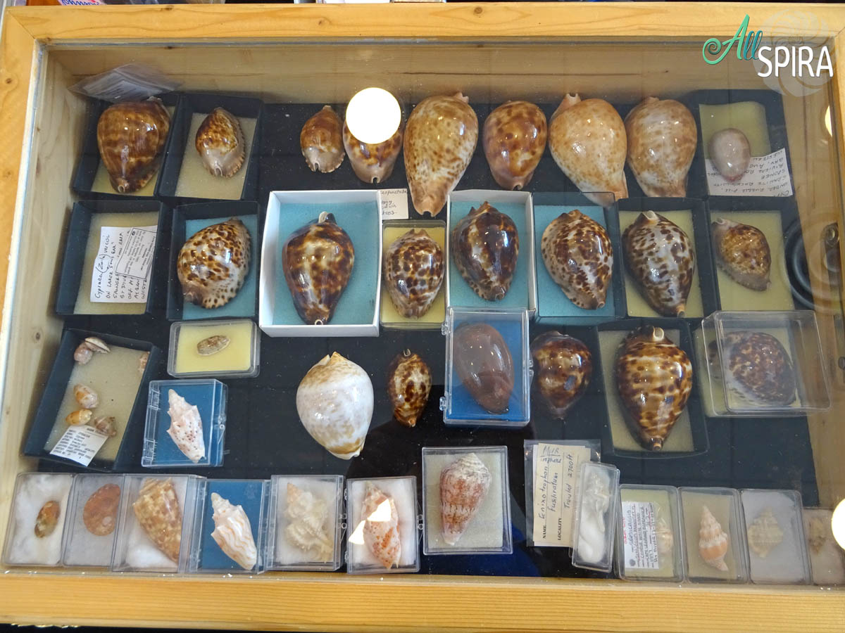 Allspira - Paris Shell Show 2025 (March 29-30) France - www.allspira ...