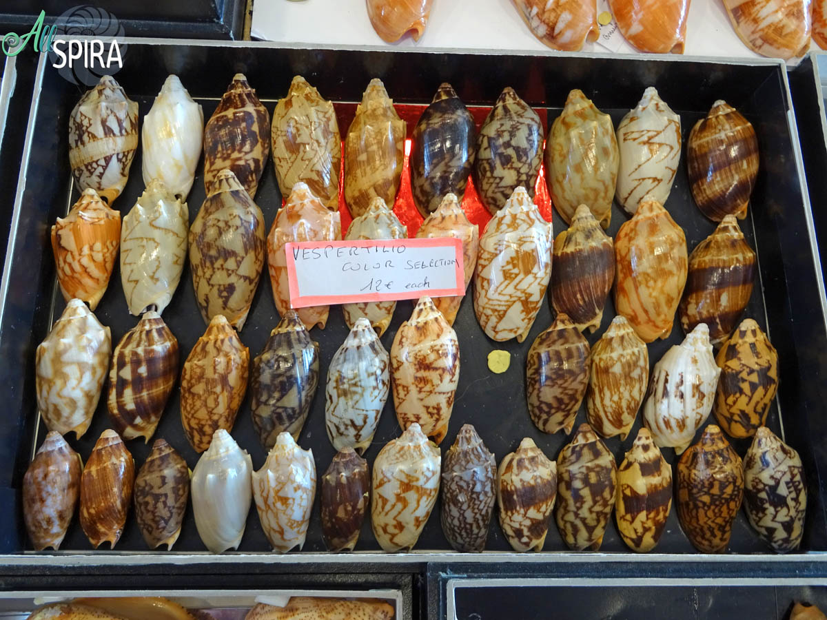 Allspira - Paris Shell Show 2025 (March 29-30) France - www.allspira ...