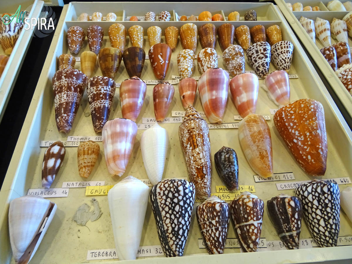 Allspira - Paris Shell Show 2025 (March 29-30) France - www.allspira ...