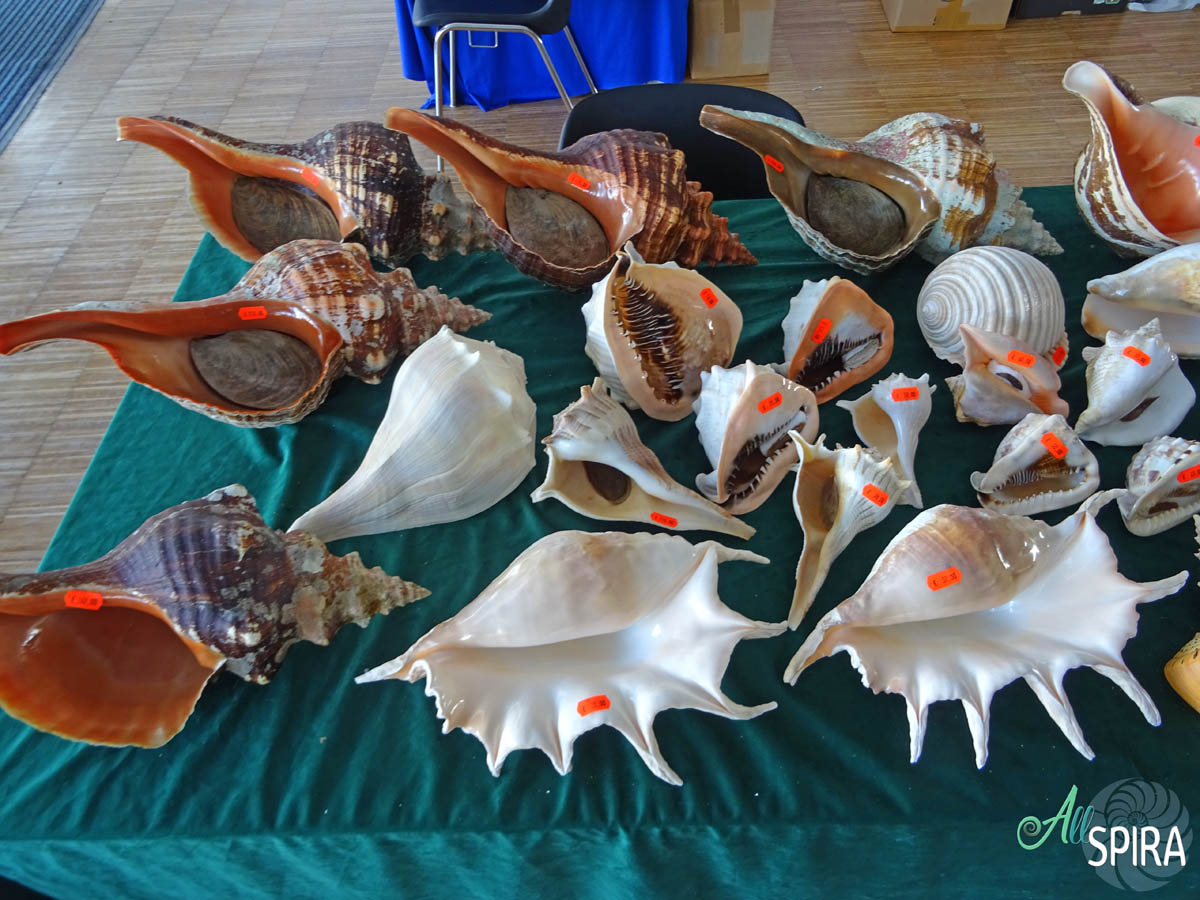 Allspira - Carles Dorado - Paris Shell Show 2025 (March 29-30) France ...