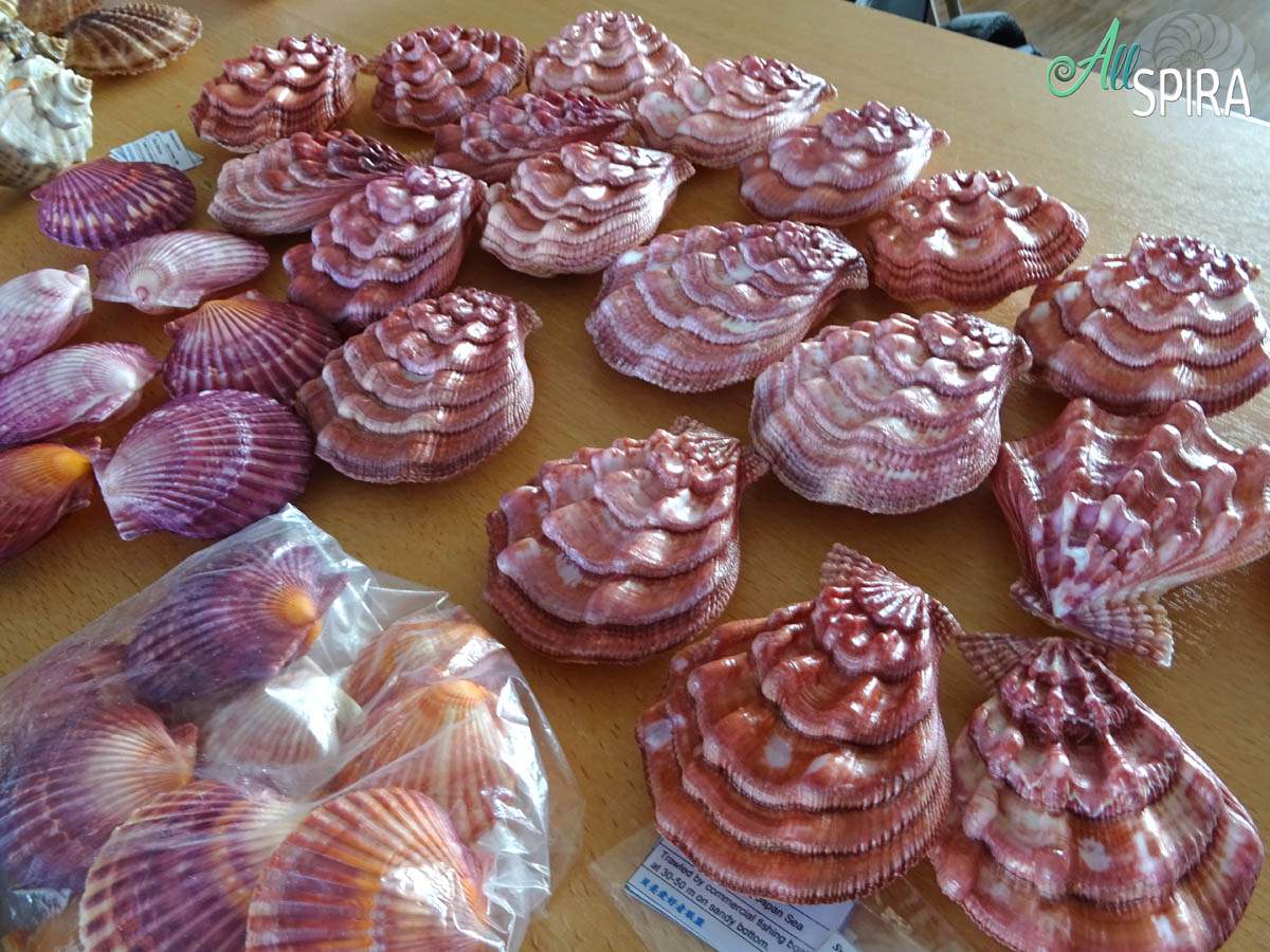 Allspira - Paris Shell Show 2025 (March 29-30) France - www.allspira ...