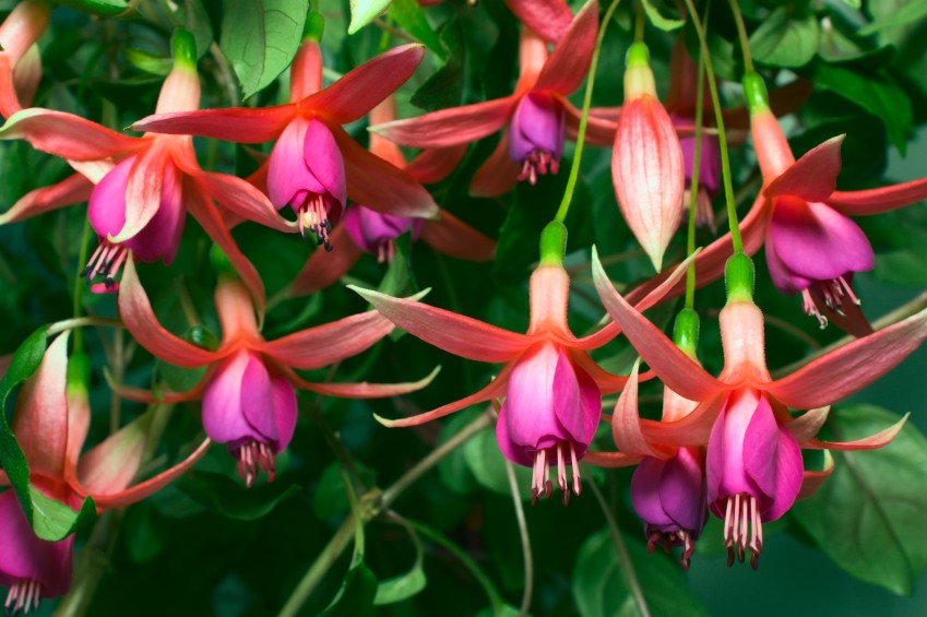 Flower Garden