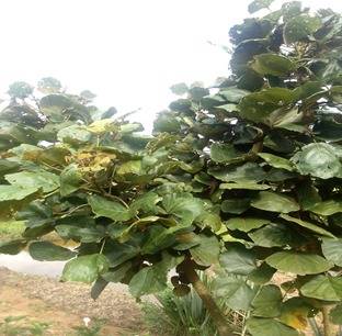 Nikuze - Erythrina abyssinica (umuko & umurinzi) a deciduous tree ...