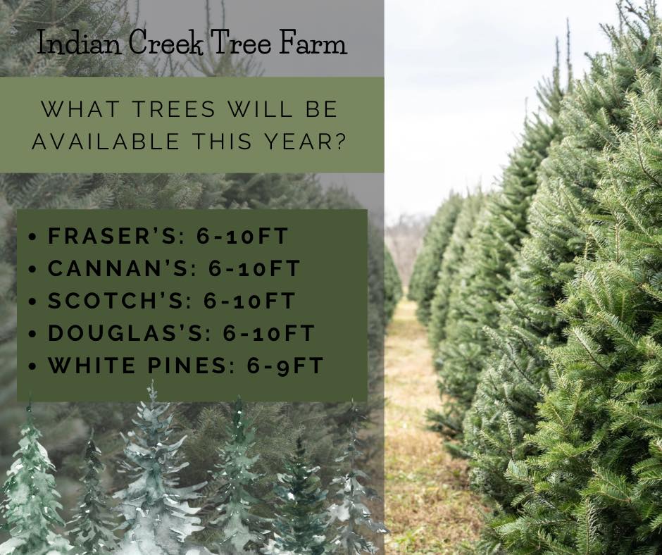 Ever wonder what types of trees... - Indian Creek Tree Farm