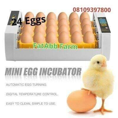 Aeroflexa Egg Incubators for Hatching 24 Eggs,incubator for eggs automatic turning and humidity monitor,temperature control,5 incubation modes,Egg incubator for chicken,duck,goose,and quail eggs(gray