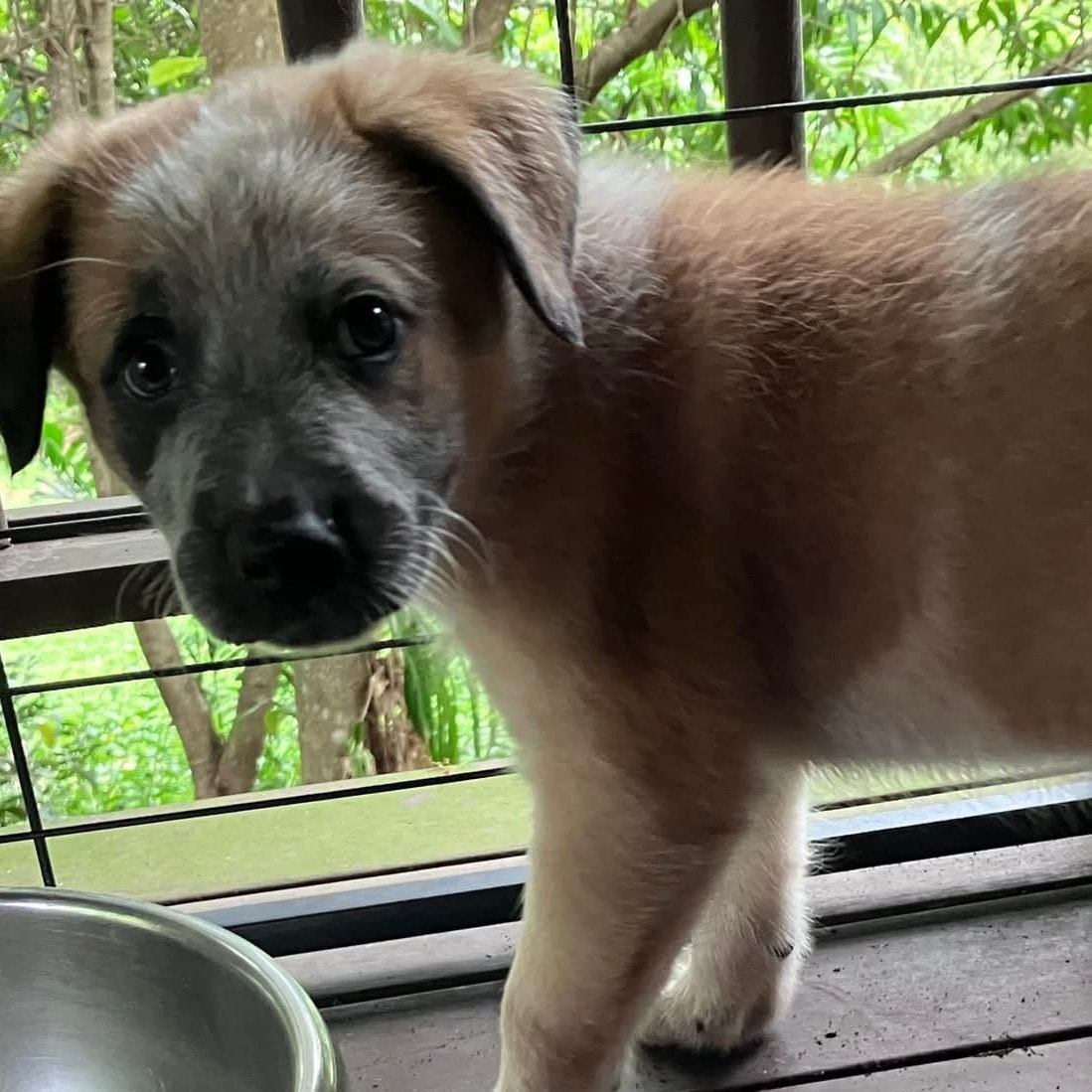 Looking for an easy-going... - North Qld Animal Rescue Inc. | Facebook