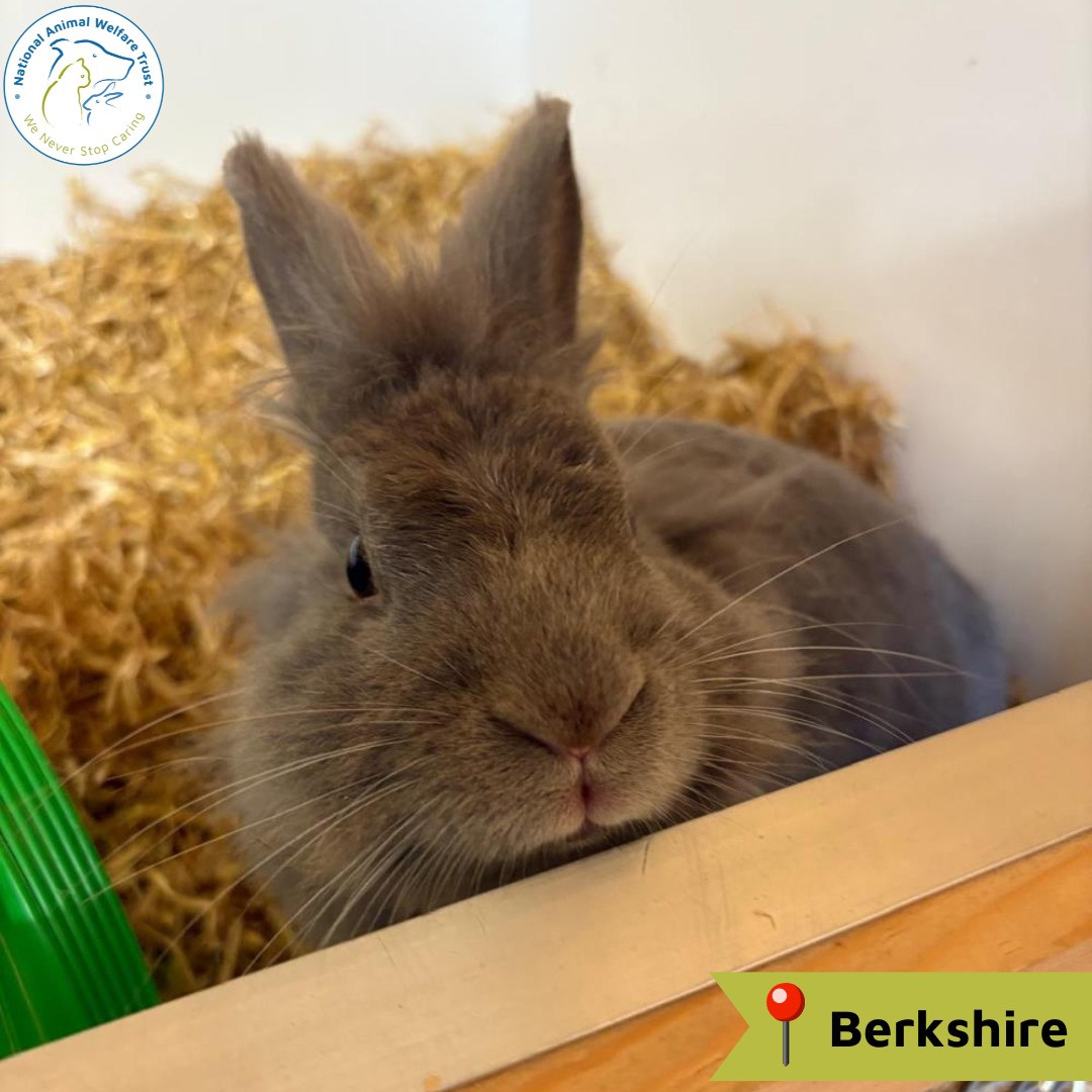 National - Coraline is available for adoption!🏡 Name: Coraline 🐰 Breed ...