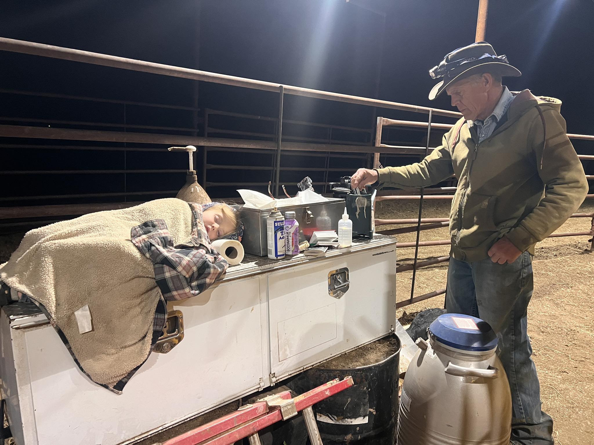 Covington Gelbvieh | Montrose CO