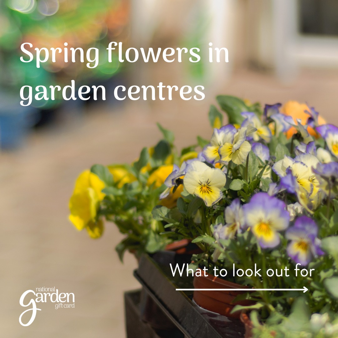 Spring flowers to look out... - National Garden Gift Vouchers | Facebook