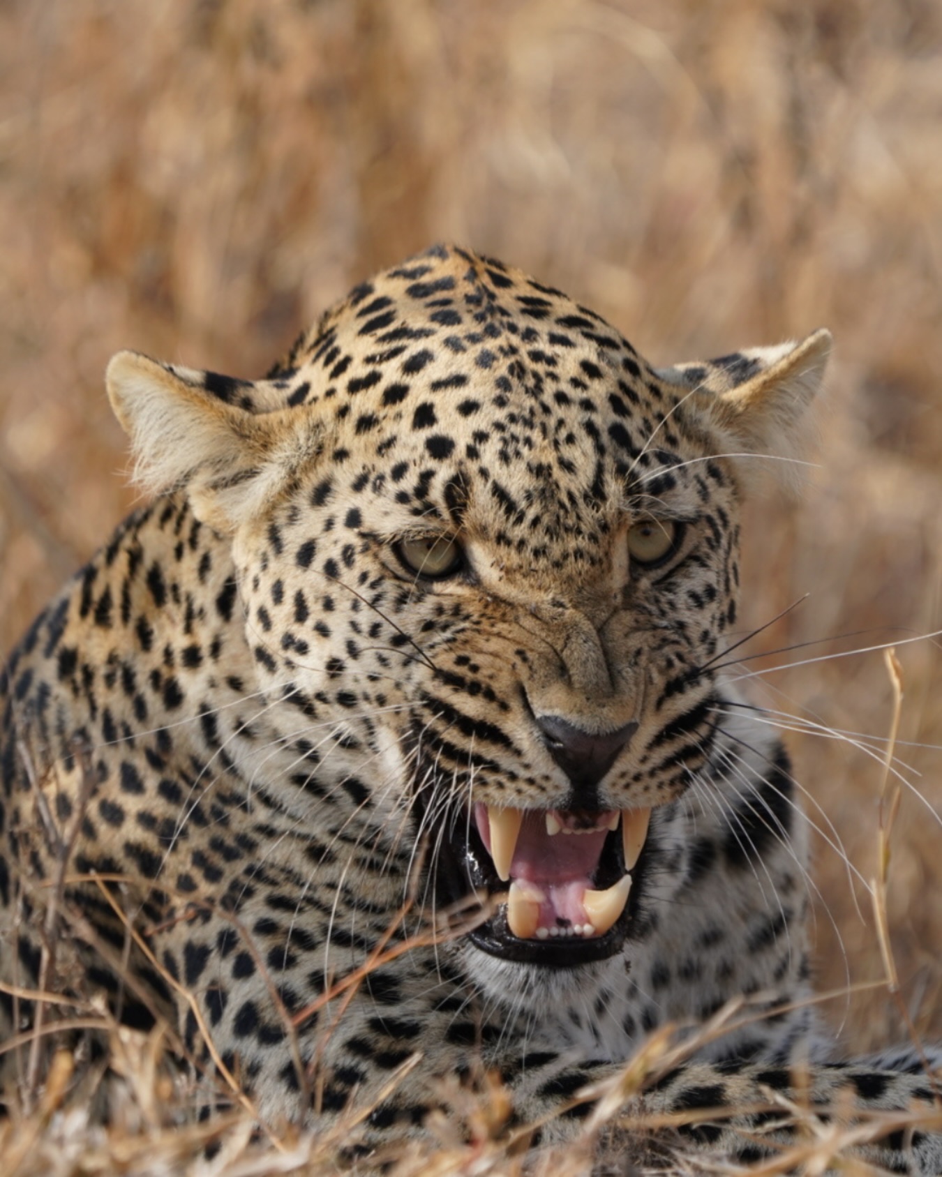 Reclaimed - 🌍🐆 Meet The African Leopard — one of nature’s most elusive ...